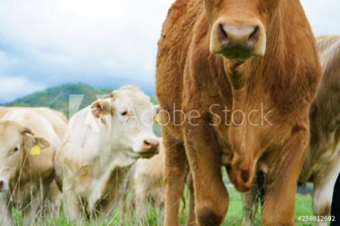 Picture of Multi colored red brown black white beef cattle graze on green pasture Herd of cows in green field 